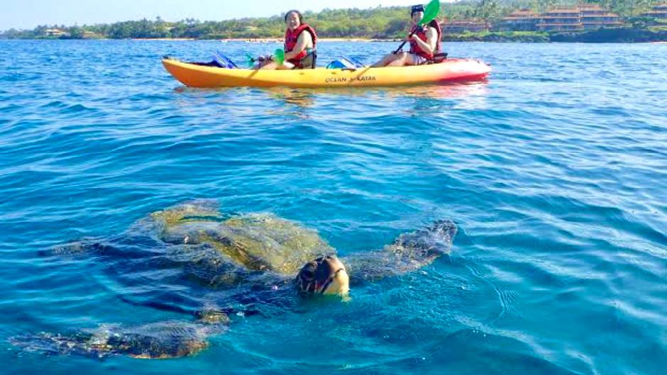 Join Whitsundays SUP and Kayak for a Kayak Turtle Tour adventure departing from Shingley Beach.