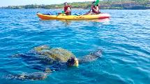 Kayak Turtle Tour Guided Adventure - Half Day