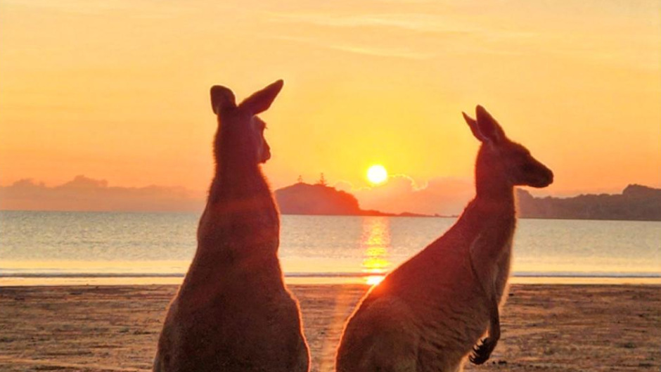 Tick this one off the bucket list - join Driftwood Tours for a sunrise with the kangaroos on a secluded beach.