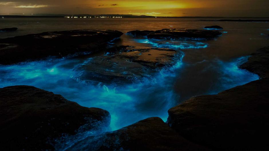 bioluminescence kayak tour auckland