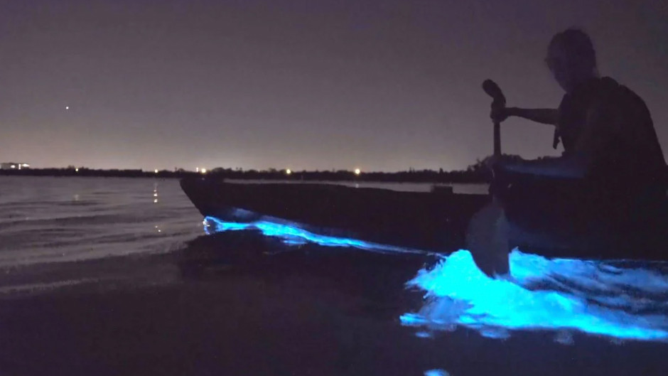 bioluminescence kayak tour auckland