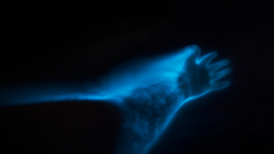 bioluminescence kayak tour auckland