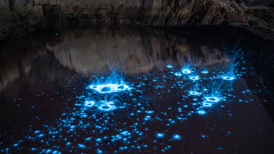 Experience the pure and otherworldly beauty of New Zealand on our bioluminescent kayak tour!