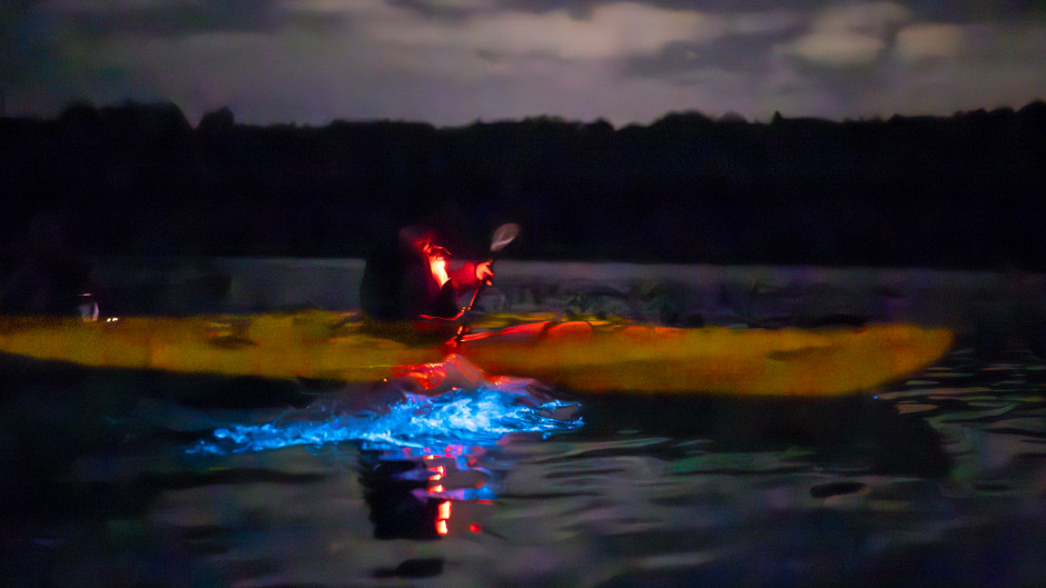 bioluminescence kayak tour auckland