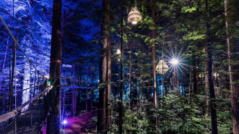 Redwoods Nightlights