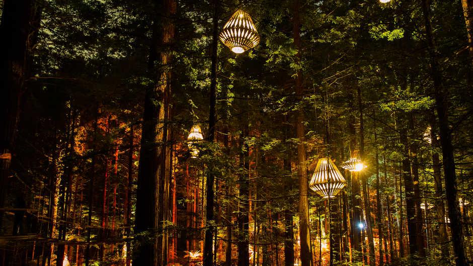 Redwoods Nightlights