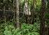 Redwoods Treewalk