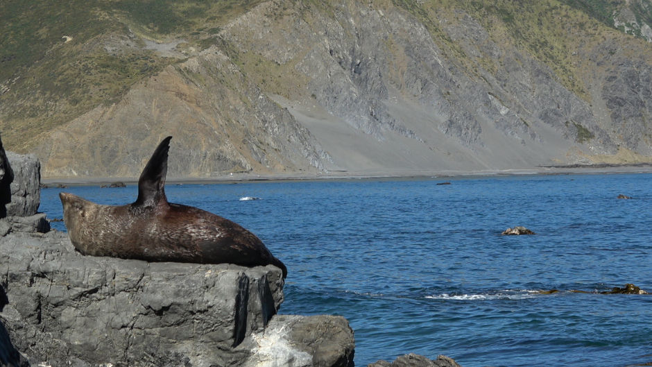 Discover the wild beauty of Wellington's southern coast, where you can spot iconic bird species, enjoy breathtaking views, and encounter New Zealand Fur Seals
