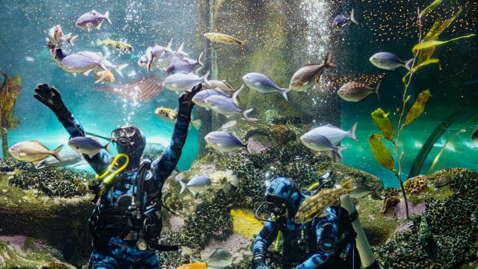 Immerse yourself in the magic of the National Aquarium of New Zealand