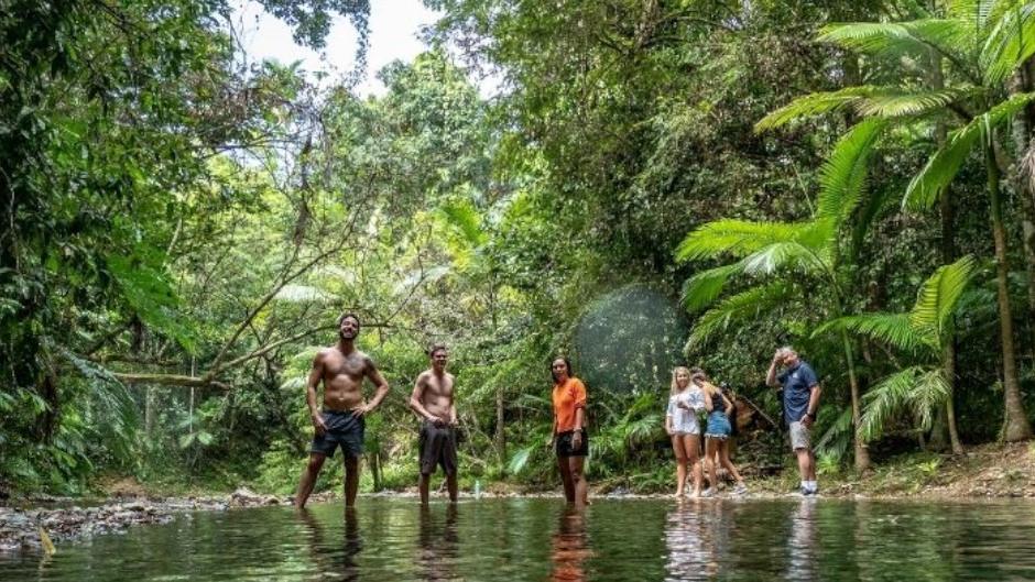 Experience the Daintree like never before with this Ultimate Daintree Tour! 