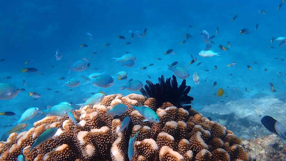 Join Dunk Island Reef Adventures and experience a unique adventure blending land and water exploration on tours of Beaver Reef and Dunk Island in one day!
