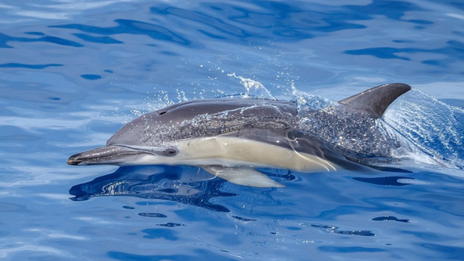 Experience the magic of a wild dolphin encounter on this 5-hour tour!