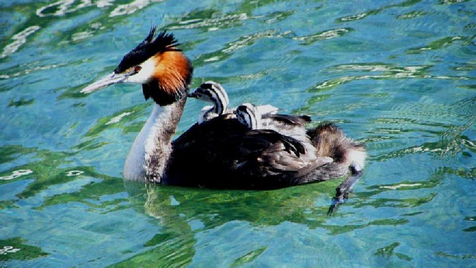 MILLION DOLLAR LAKE CRUISE see beautiful kiwi wildlife