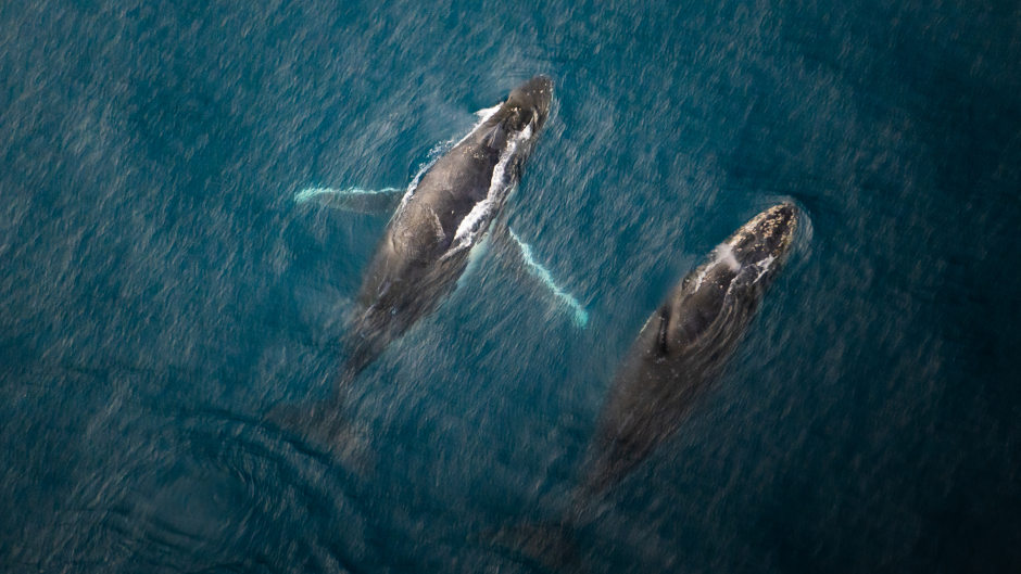 Embark on an aerial journey in Kaikoura, where you'll witness majestic sperm whales, playful dolphins, and breathtaking landscapes from the skies. Don't miss this opportunity to witness the wonders of marine life and scenic beauty all in one incredible journey.