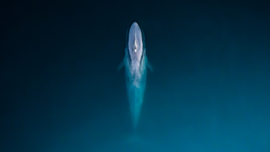 Kaikoura Whale Watching Flights