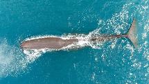 Kaikoura Whale Watching Flight - 40 Minutes - Community Owned & Operated