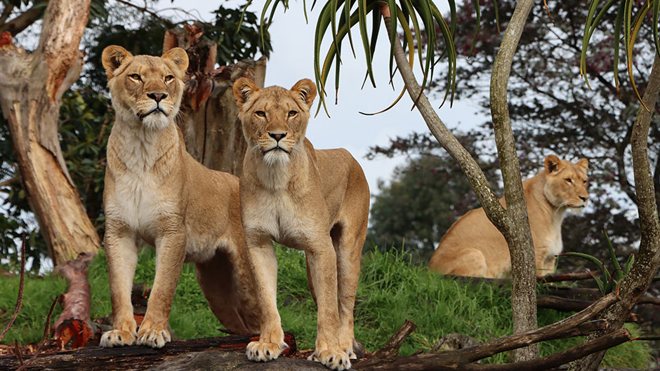 Explore & discover the incredible wildlife at Auckland Zoo! 