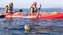 1.5 Hour Kayak Hire - Spot Turtles - Departs Shingley Beach 