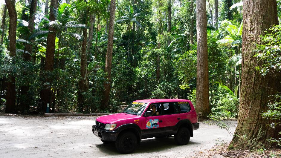 Explore ancient rainforests, stunning lakes, and unique landscapes on an overnight tour. Drive a pink 4WD vehicle with tips from your knowledgeable guide driving in the lead vehicle.
