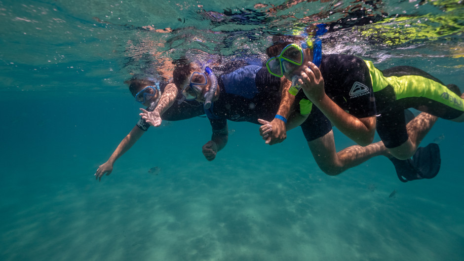 Experience Wave Break Island's variety of marine life on a 4 hour guided snorkel tour with Gold Coast Dive Centre!