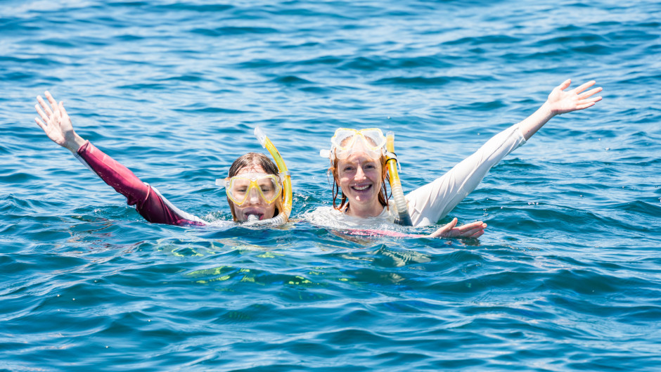 Experience Wave Break Island's variety of marine life on a 4 hour guided snorkel tour with Gold Coast Dive Centre!