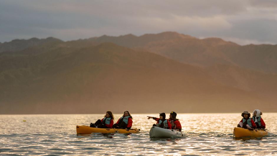 Experience the magic of a Sunset Pedal Kayak Tour in the beautiful region of Kaikoura and get up close and personal to the regions incredible fur seals!