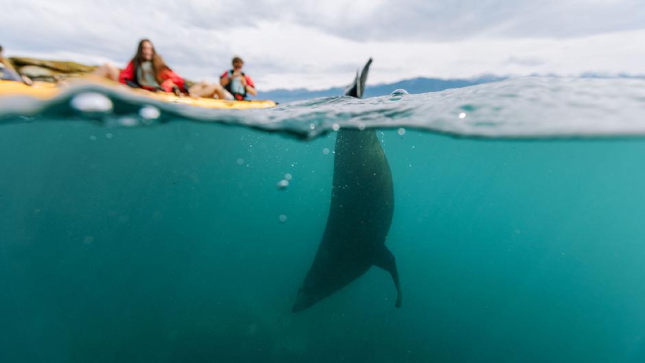 Experience the magic of a Sunset Pedal Kayak Tour in the beautiful region of Kaikoura and get up close and personal to the regions incredible fur seals!