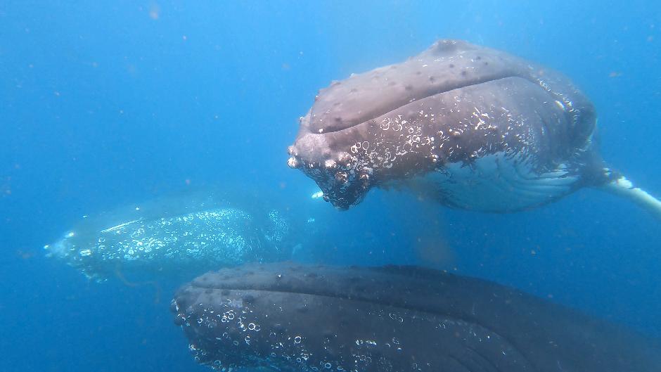 Come get your thrills with our ocean Adventure ride, while taking in gorgeous coastline views and abundant marine life.