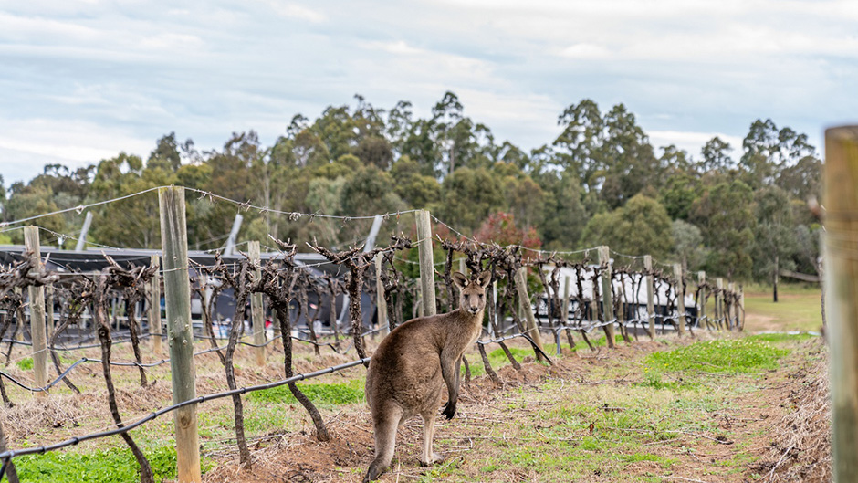 Join us for a day tour to the Hunter Valley and spoil yourself on our award-winning wine tasting tour departing from central Sydney!