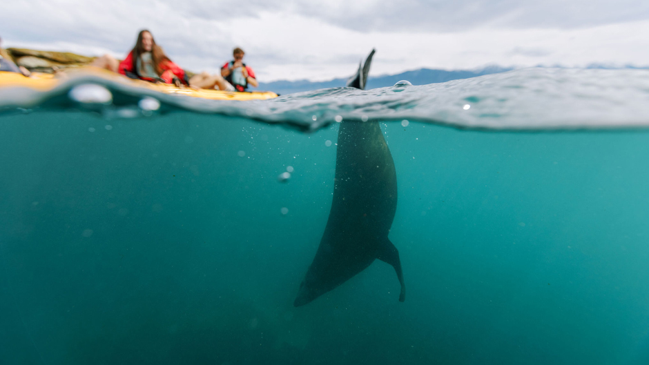 Explore the gorgeous marine life and pristine views of the Kaikoura Peninsular as you glide across the water in New Zealand’s first hands-free seal viewing kayak tour.