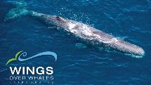 Whale Watching Flight 40 Minute Experience - Kaikoura - Wings Over Whales