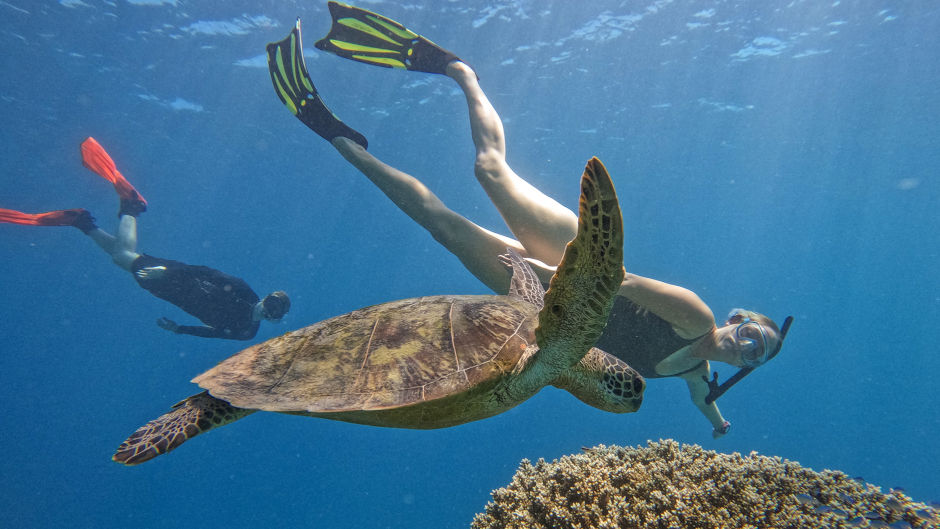 Join the crew aboard SeaQuest for a full day on the magnificent Great Barrier Reef, enjoying snorkelling and departing from Cairns