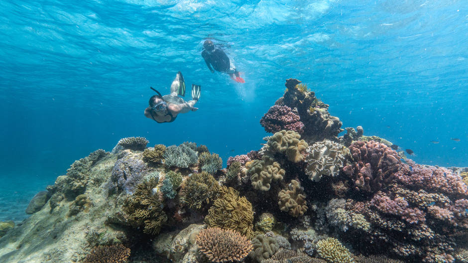 Join the crew aboard SeaQuest for a full day on the magnificent Great Barrier Reef, enjoying snorkelling and departing from Cairns