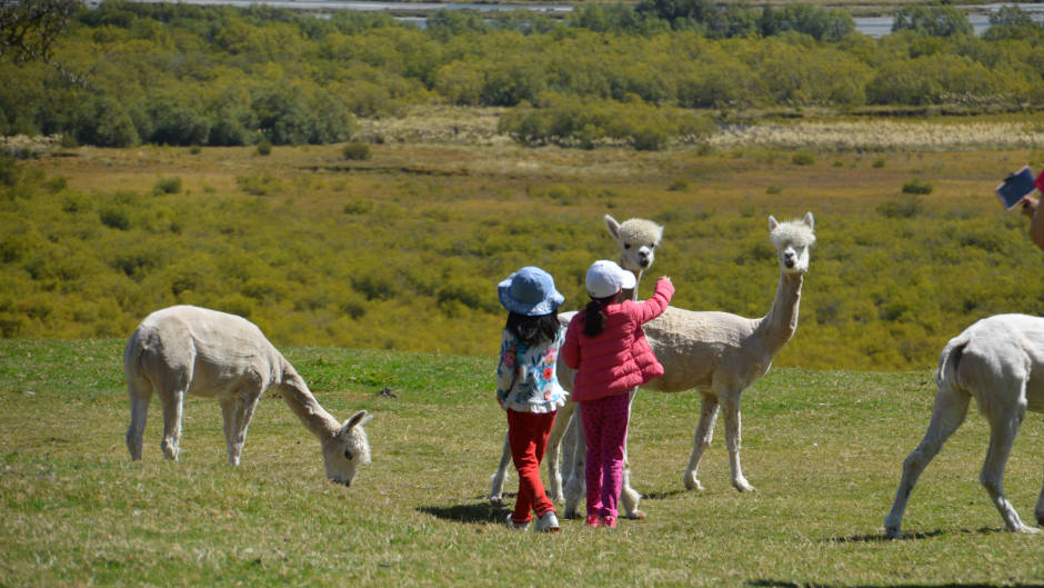 Round up the family for a fun and authentic experience of New Zealand farm life!