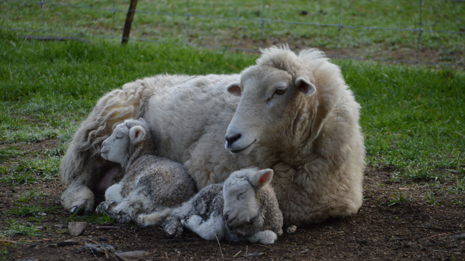 Glenorchy Animal Experience is the ultimate way to encounter true New Zealand farm life!