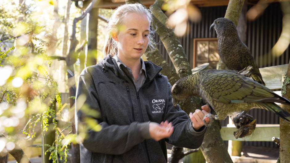 Experience the ultimate animal adventure at Orana Wildlife Park - New Zealand's only open range zoo!