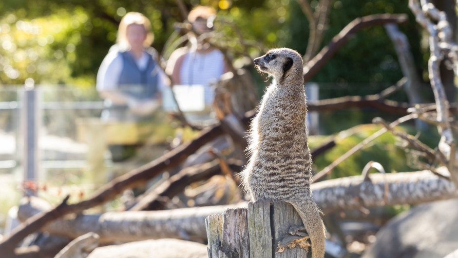 Experience the ultimate animal adventure at Orana Wildlife Park - New Zealand's only open range zoo!