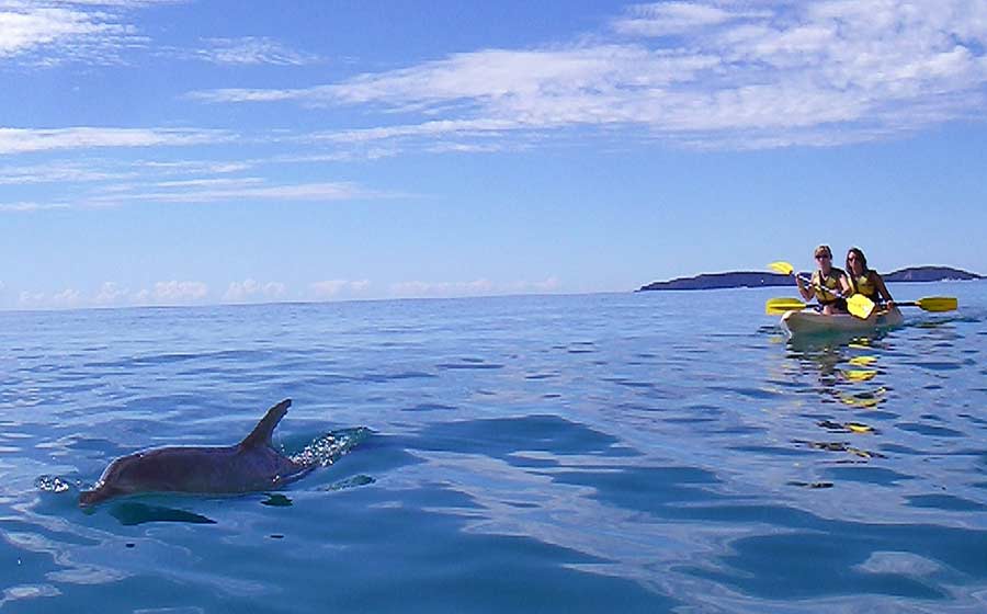 Dolphin Kayak Adventure Double Island Point