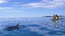 Dolphin View Kayak Tour plus Beach 4WD - Ex Rainbow Beach - Epic Ocean Adventures