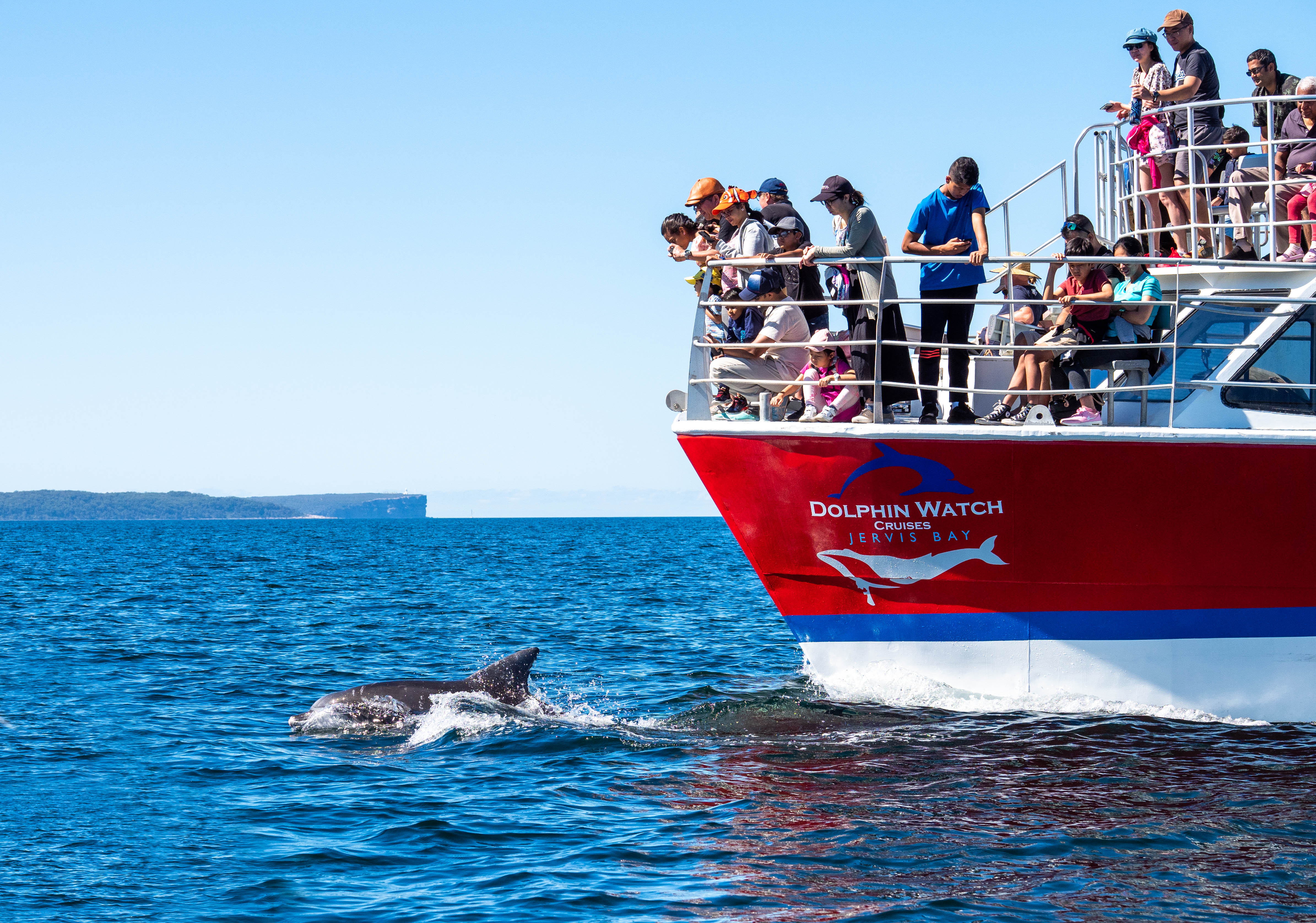Dolphin watching cruise in Jervis Bay