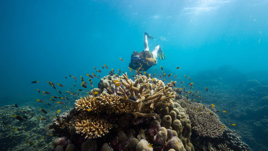 Join us for an unforgettable day tour to the incredible Frankland Islands, Cairns’ only River, Rainforest and Reef Tour