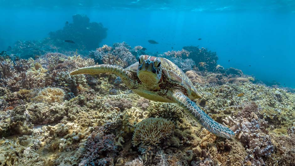 Join us for an unforgettable day tour to the incredible Frankland Islands, Cairns’ only River, Rainforest and Reef Tour