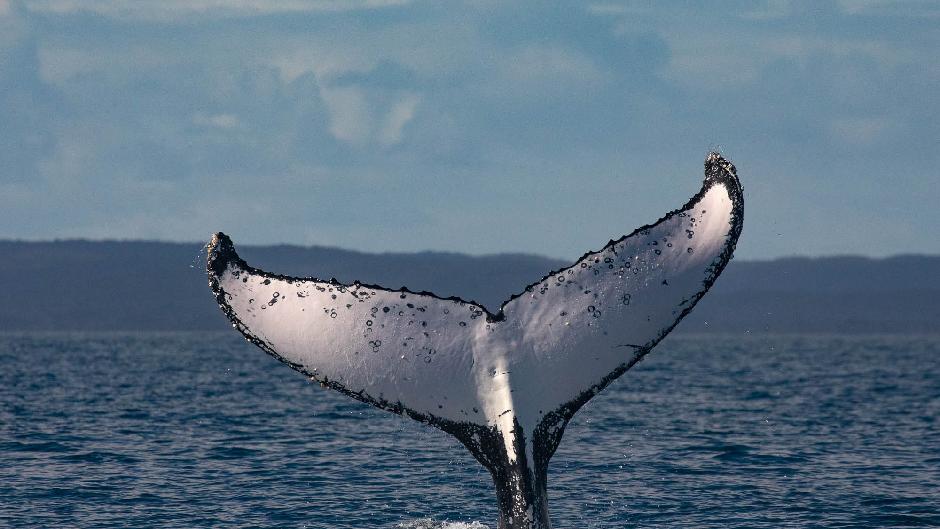 We advocate for healthy oceans - join us on our Ultimate Whale Watch and become an ocean advocate too! Embark on an exhilarating whale watch guided by marine scientists. Learn about these majestic mammals through expert commentary whilst supporting world-leading research and conservation projects.