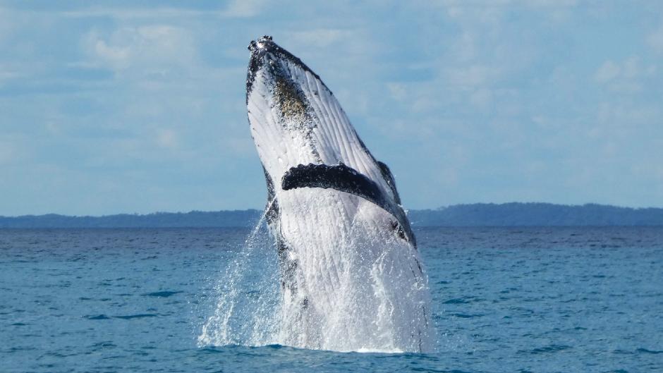 We advocate for healthy oceans - join us on our Ultimate Whale Watch and become an ocean advocate too! Embark on an exhilarating whale watch guided by marine scientists. Learn about these majestic mammals through expert commentary whilst supporting world-leading research and conservation projects.