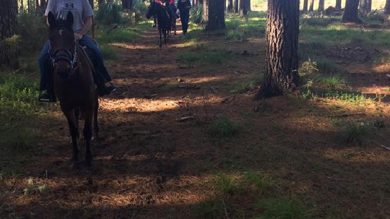 Stunning relaxing horse trek a beautiful sand forest!  An experience not to be missed!  