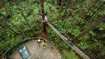 Redwoods Treewalk - Experience By Day within the famous Redwood Forest!