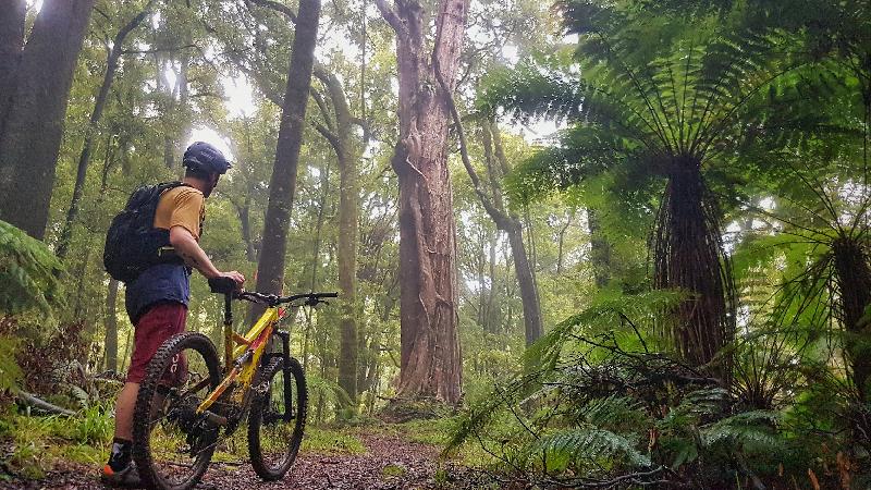 guided mountain biking