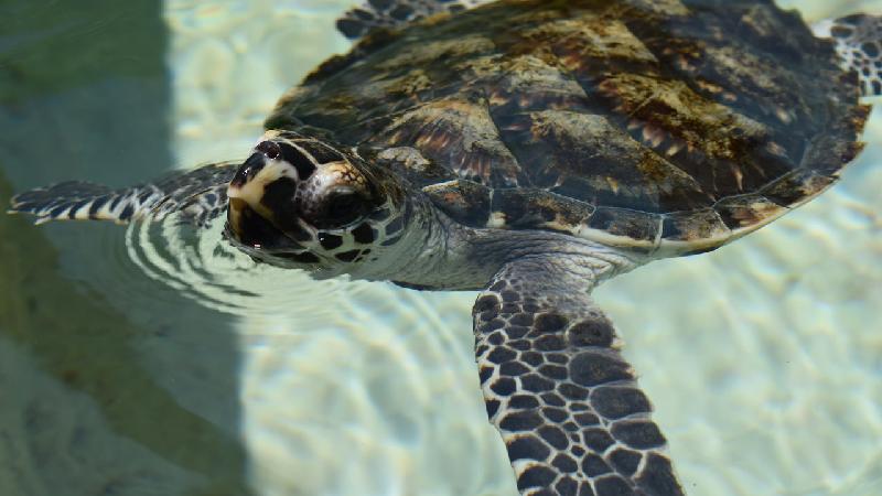 Beachcomber Turtle Experience - Epic deals and last minute discounts