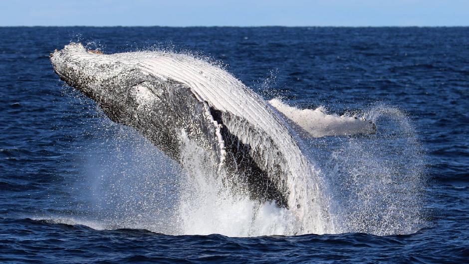 Join Jervis Bay Wild for a spectacular Whale Cruise and get up close and personal to magnificent humpback whales!