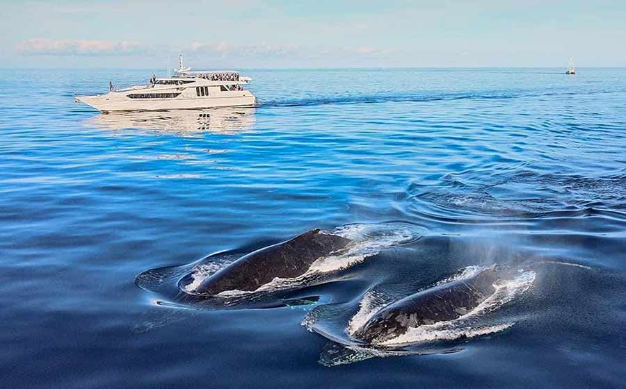 See the Whales from a luxury superyacht! Take a cruise from Main Beach with Boattime Charters for your chance to see the beautiful Humpback Whales off the Gold Coast 